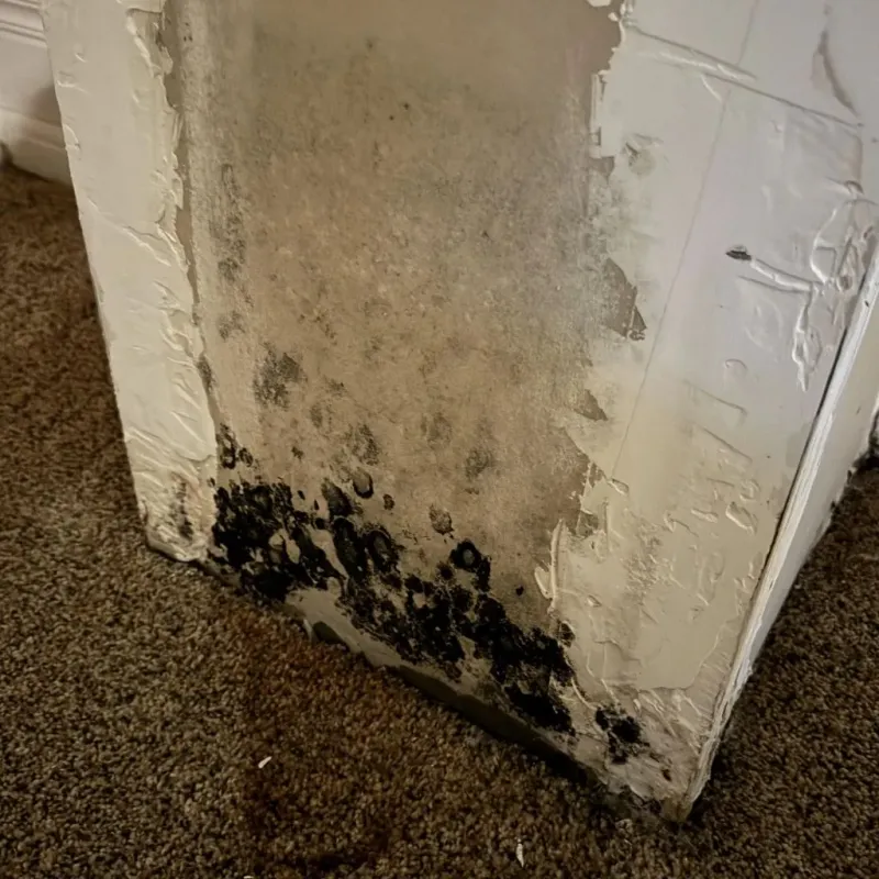 Professional Mold Removal in McConnellstown, PA